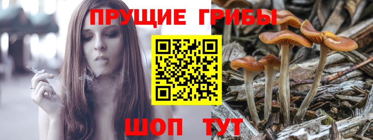 Псилоцибиновые грибы Cubensis Выкса